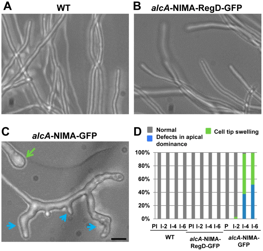 Induction of ectopic NIMA results in defects in tip cell morphology.