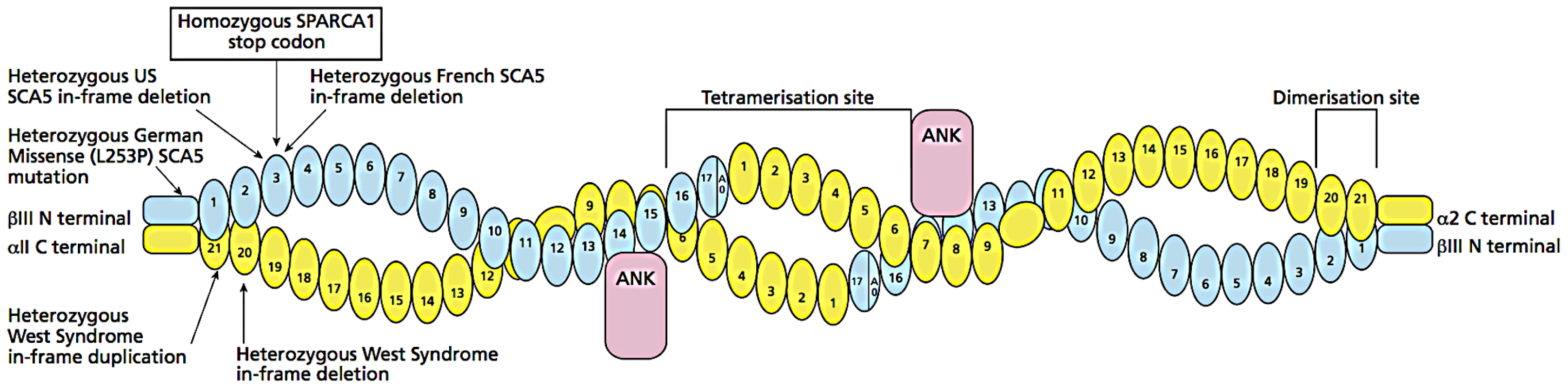 Diagram of β-III spectrin/α-II spectrin tetramer.
