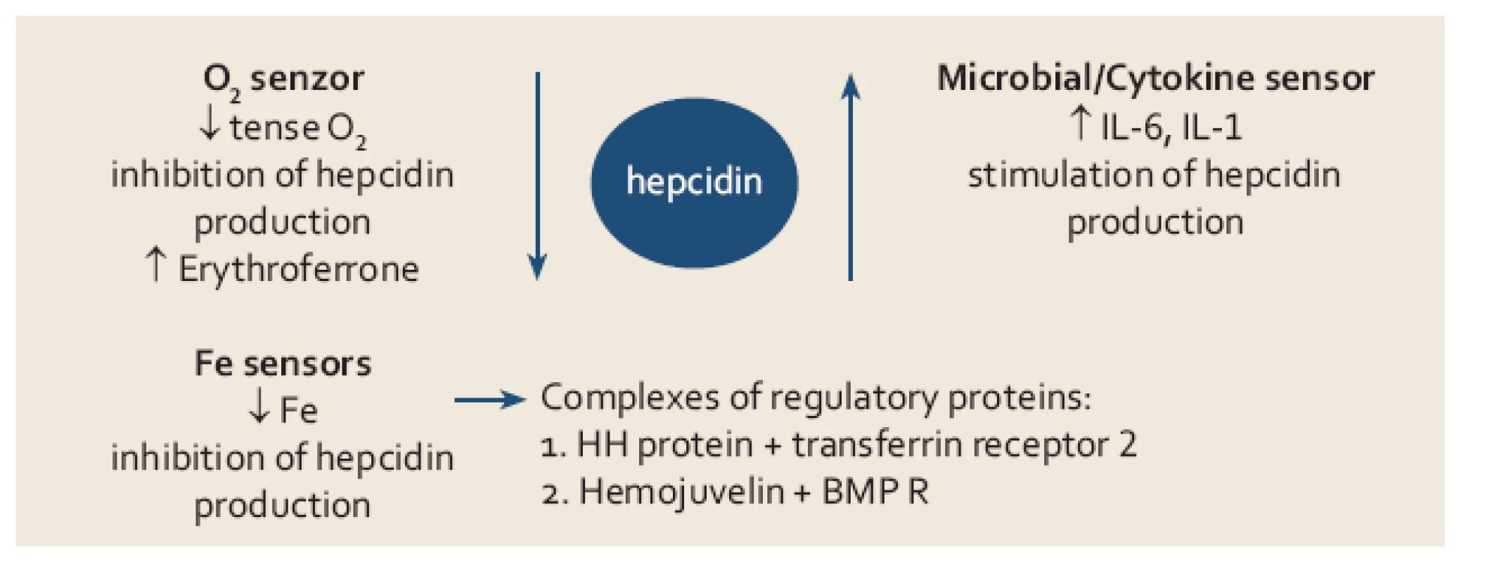 Přehled jednotlivých mechanizmů uplatňujících se v regulaci tvorby hepcidinu.
Fig. 2. Mechanisms involved in the regulation of hepcidin production.