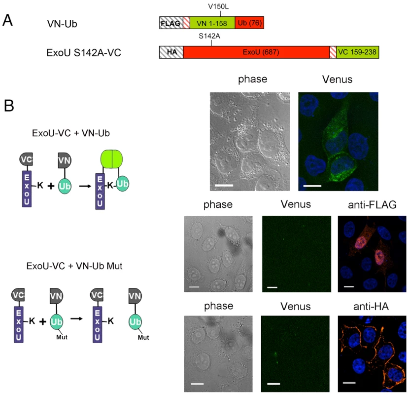 Direct visualization of Ub-ExoU by UbFC.