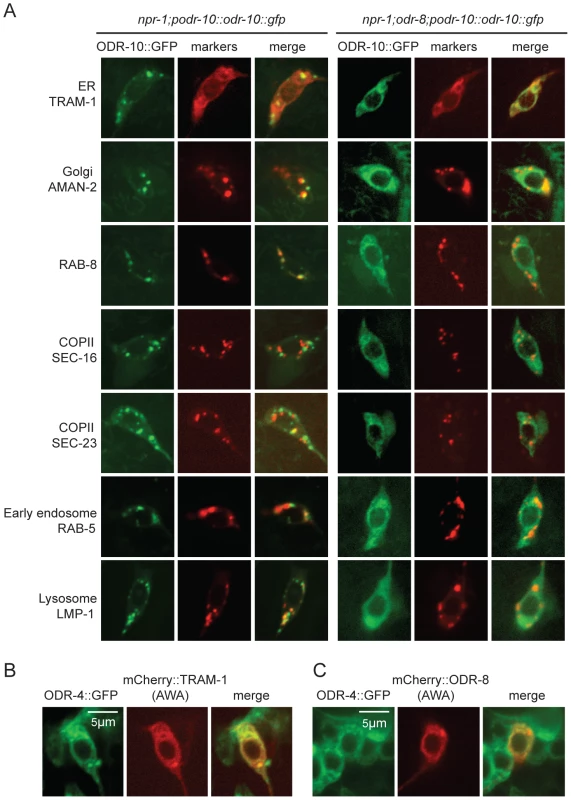 ODR-10-GFP is retained in the ER in <i>odr-8</i> mutants.