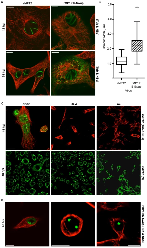 Intracellular localization of NSs in rMP12- or rMP12:S-Swap-infected cells.