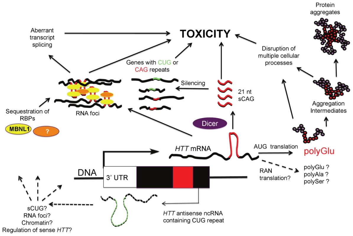 RNA contribution to HD pathogenesis.