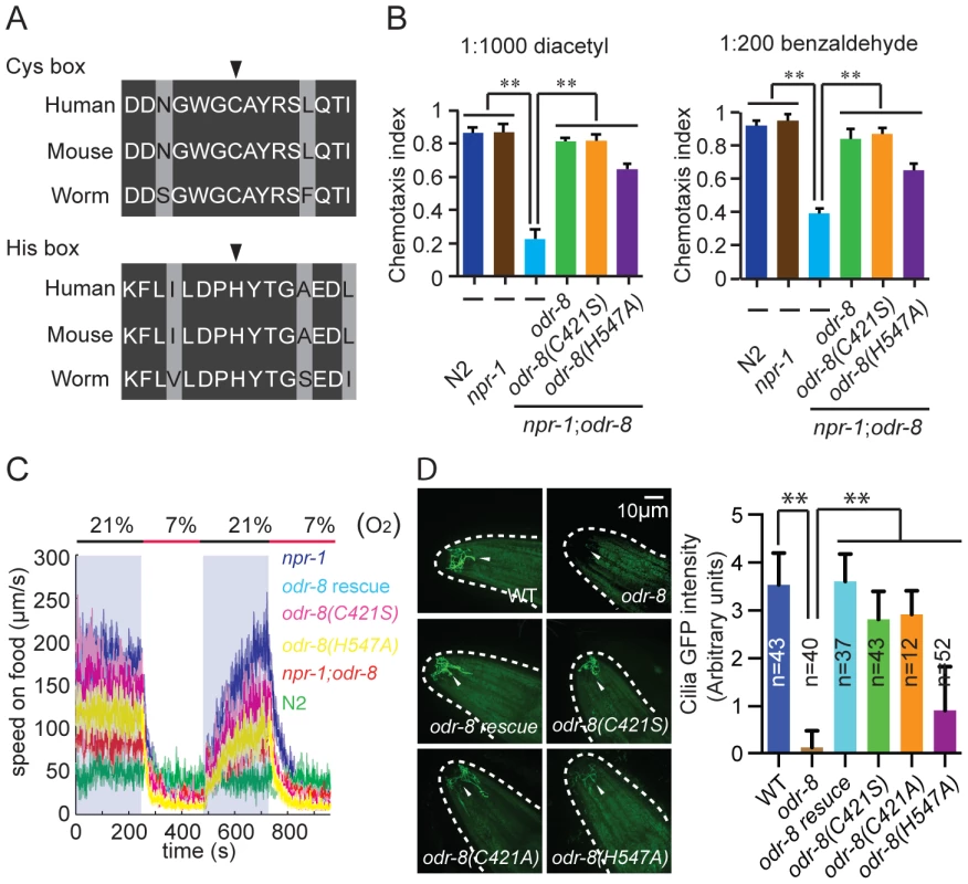 Non-catalytic action of ODR-8 Ufm1-specific protease 2.