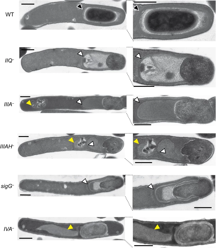 Morphological defects of <i>spoIIQ</i>, <i>spoIIIA</i>, and <i>spoIIIAH</i> mutants.