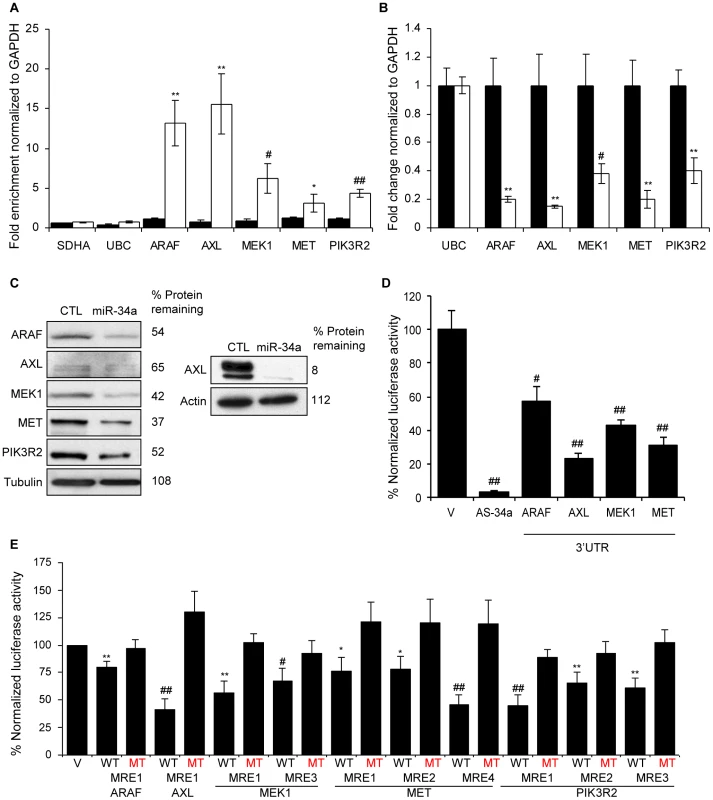 miR-34a directly inhibits growth factor signaling and signal transduction pathways by regulating novel genes.