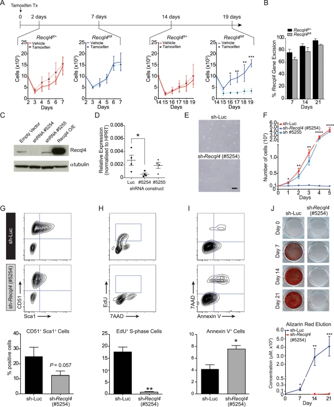 The depletion of <i>Recql4 in vitro</i> causes proliferation arrest.
