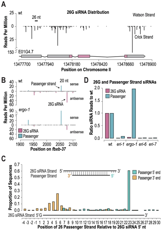 26G siRNAs are derived from non-canonical siRNA duplexes.