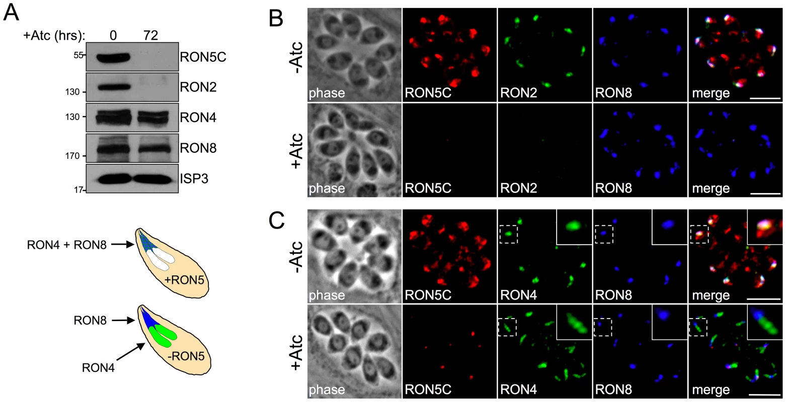 The MJ RON core complex is disrupted in the absence of RON5.