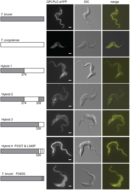 The C-terminal region of GPI-PLC contains a flagellar concentration signal.