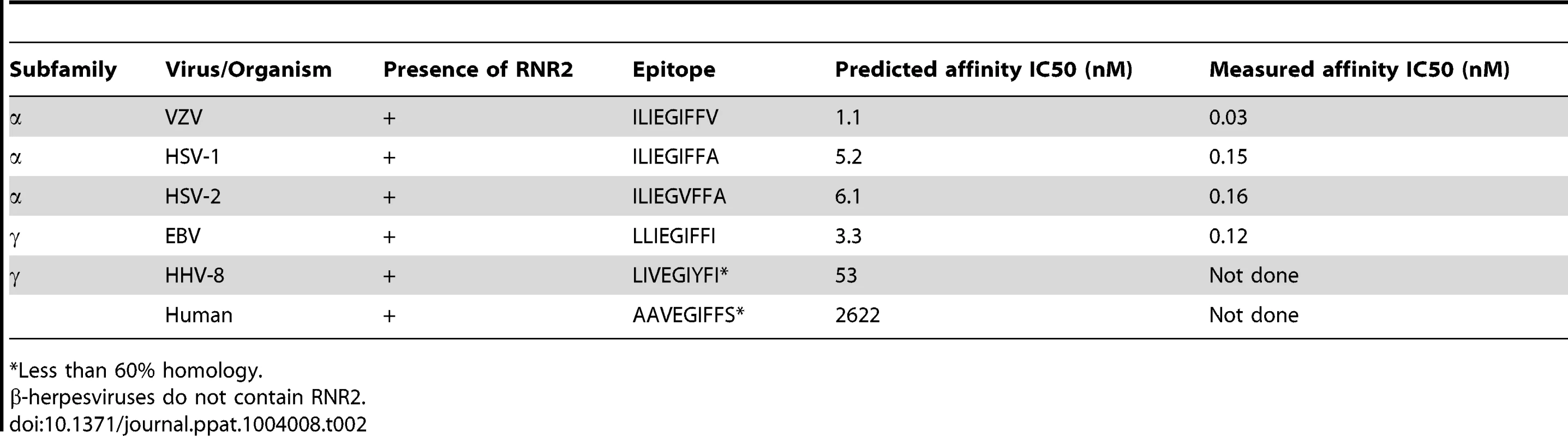 RNR2 epitope homologues in human herpesviruses.