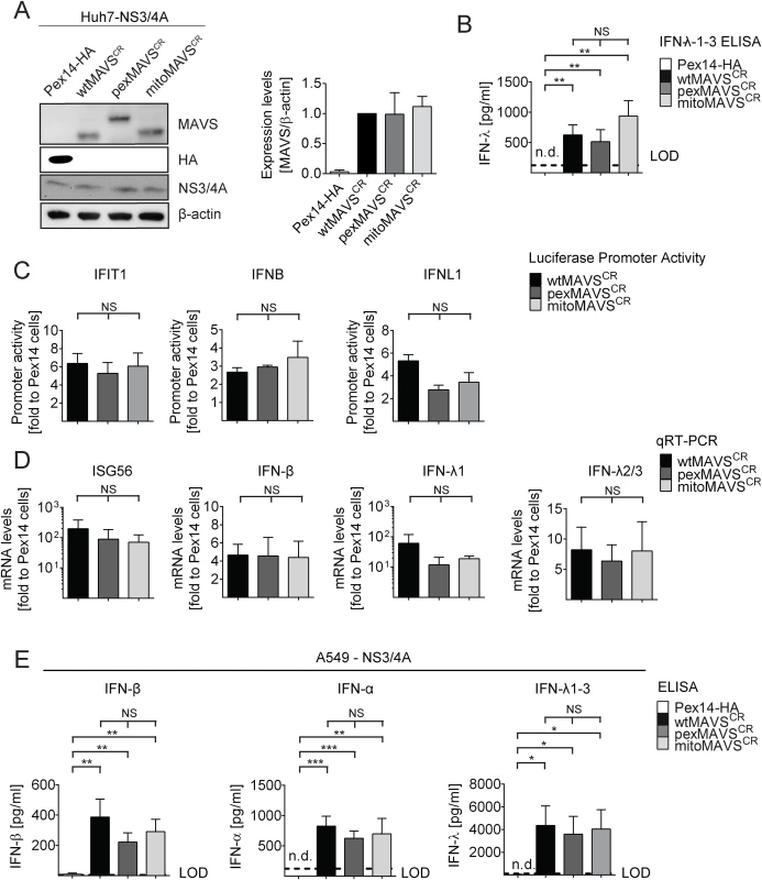 Comparable activation of the IFN system by MAVS proteins localizing to peroxisomes or mitochondria in Huh7 and A549 cells.