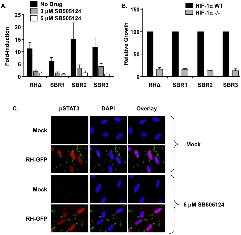 SB505124 impacts HIF1 and TgMAPK1 through distinct pathways.