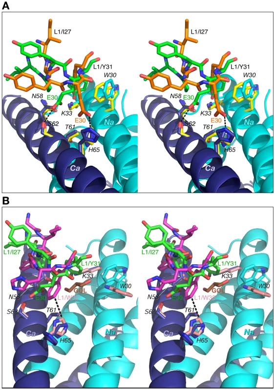 Comparisons of the interactions of CDR-L1 of Fab 8066, Fab 8062 and D5 with 5-Helix.