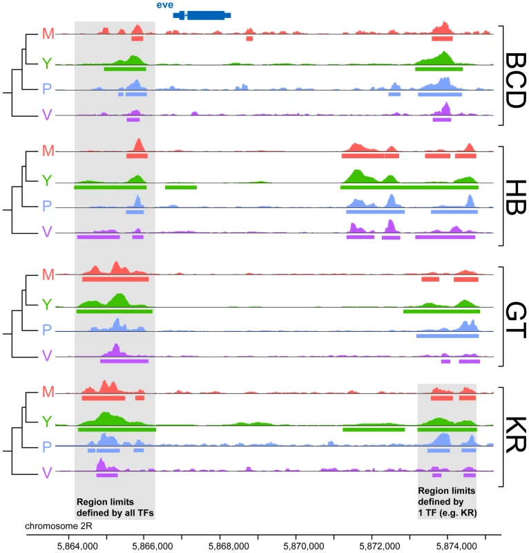 Comparison of binding profiles of BCD, GT, HB and KR at the <i>even-skipped</i> locus in the four species <i>D.melanogaster</i>, <i>D.yakuba</i>, <i>D.pseudoobscura</i> and <i>D.virilis</i>.