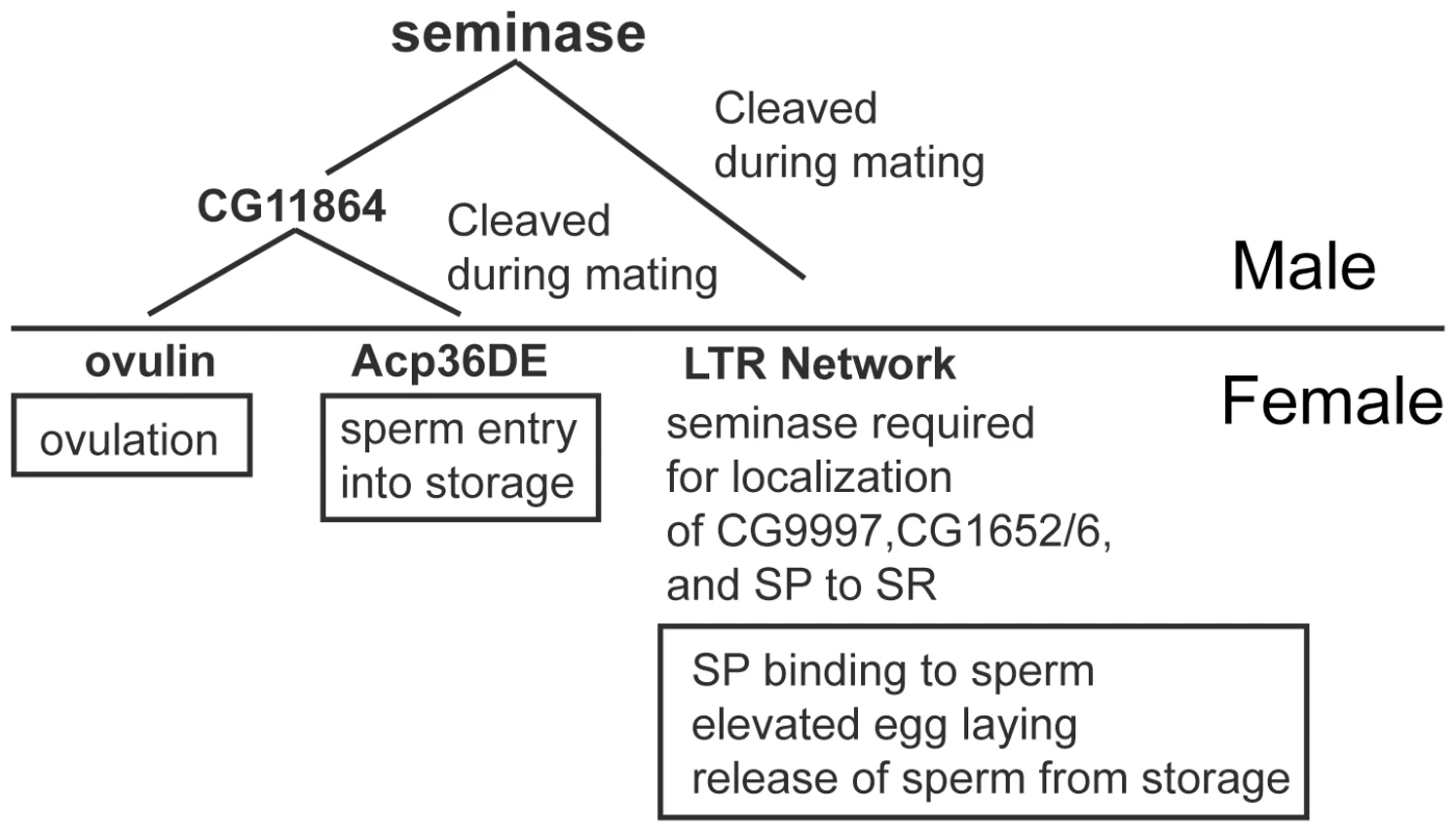 Seminase is required for two post-mating pathways.