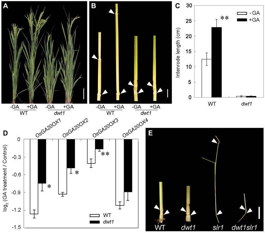 The <i>dwt1</i> tiller internodes are insensitive to GA treatment, and <i>DWT1</i> may act downstream of SLR1 in the tiller internode elongation.