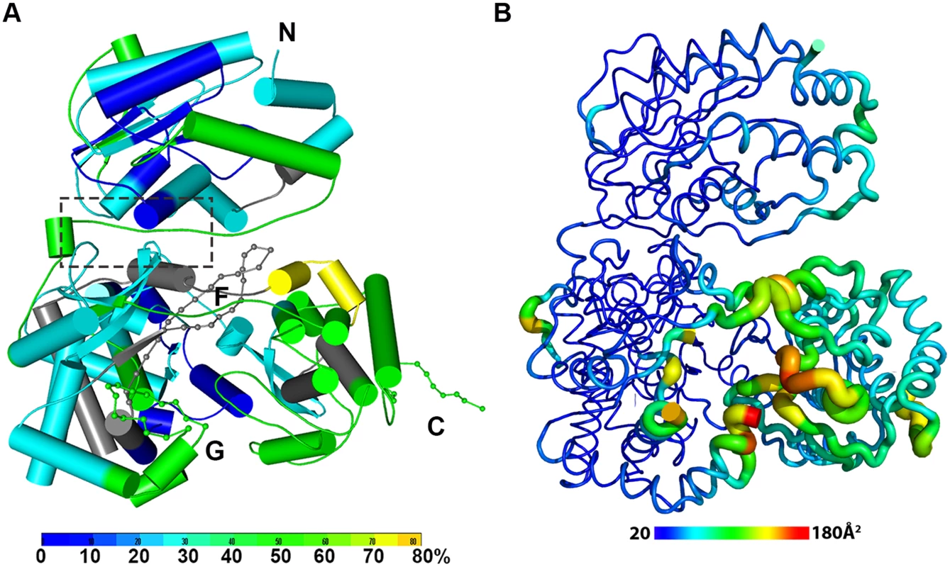 The dynamics of NS5 in solution probed by HDX-MS.
