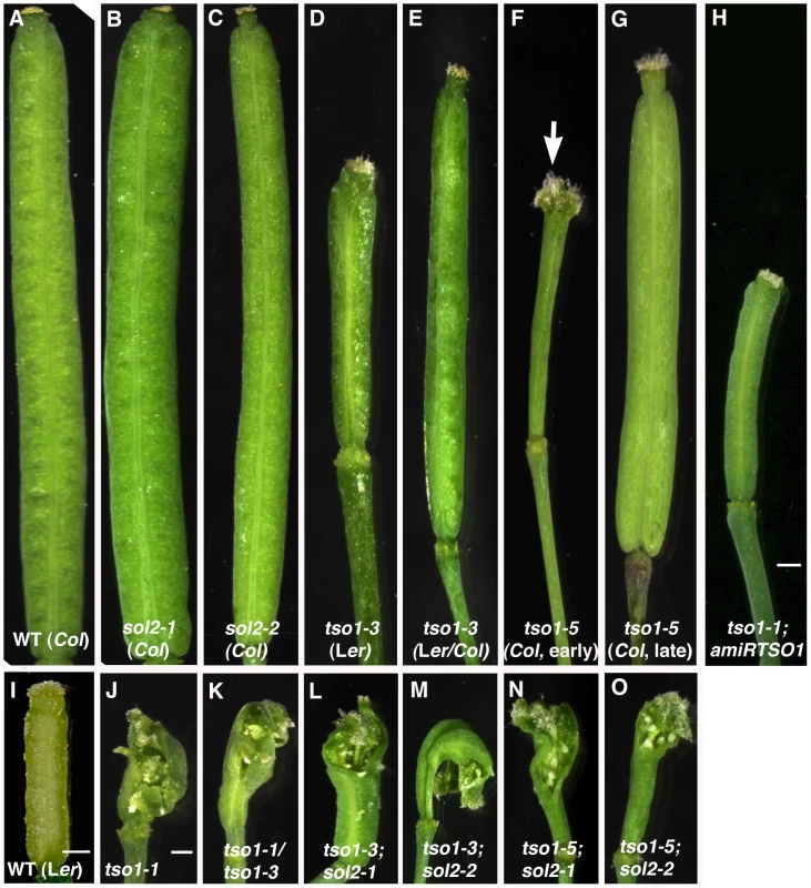 <i>tso1-3; sol2</i> or <i>tso1-5; sol2</i> double mutants exhibit fertility defects similar to those of <i>tso1-1</i> single mutants.