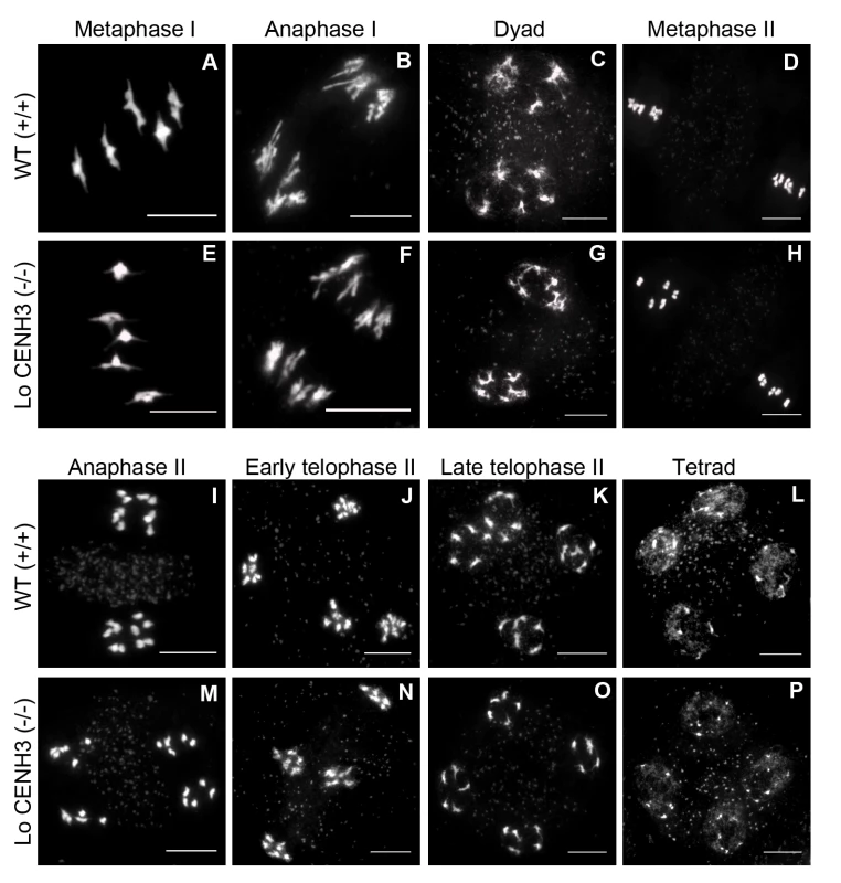 <i>L</i>. <i>oleraceum</i> CENH3 complements meiosis in <i>A</i>. <i>thaliana</i>.