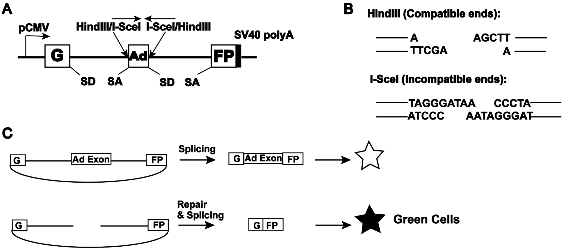 Reporter substrate for analysis of NHEJ.