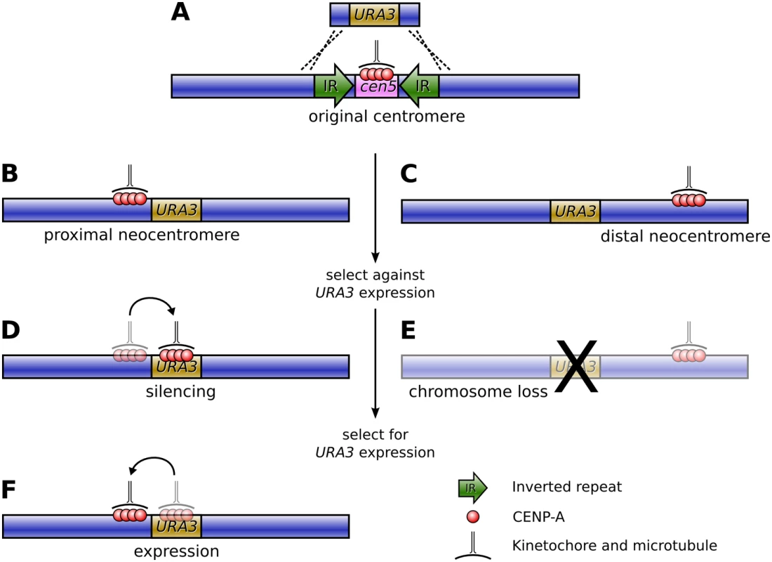 Formation of neocentromeres in <i>C. albicans</i>.