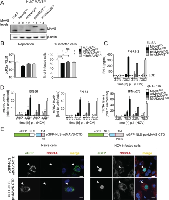 HCV activates type III IFN response via peroxisomal and mitochondrial MAVS to a comparable extent.