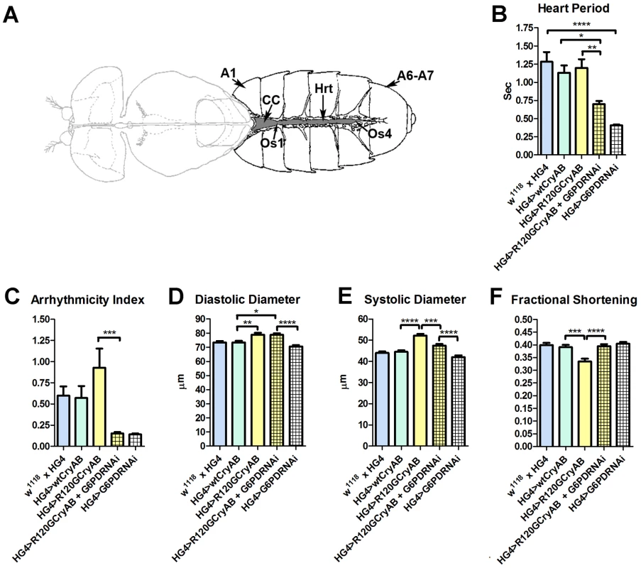 The <i>Drosophila</i> heart and physiological analysis.