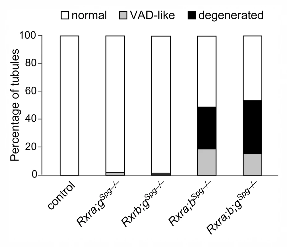 RXRA and RXRB are both instrumental to spermatogonia differentiation.