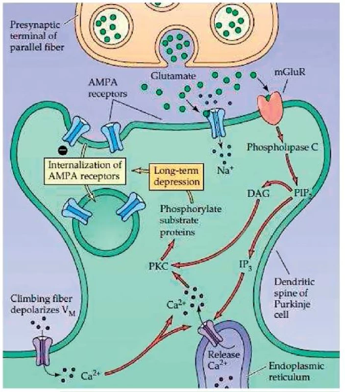 Internalizace AMPA receptorů. (Převzato Purves, D. et al., Neuroscience 4ed 2014.)