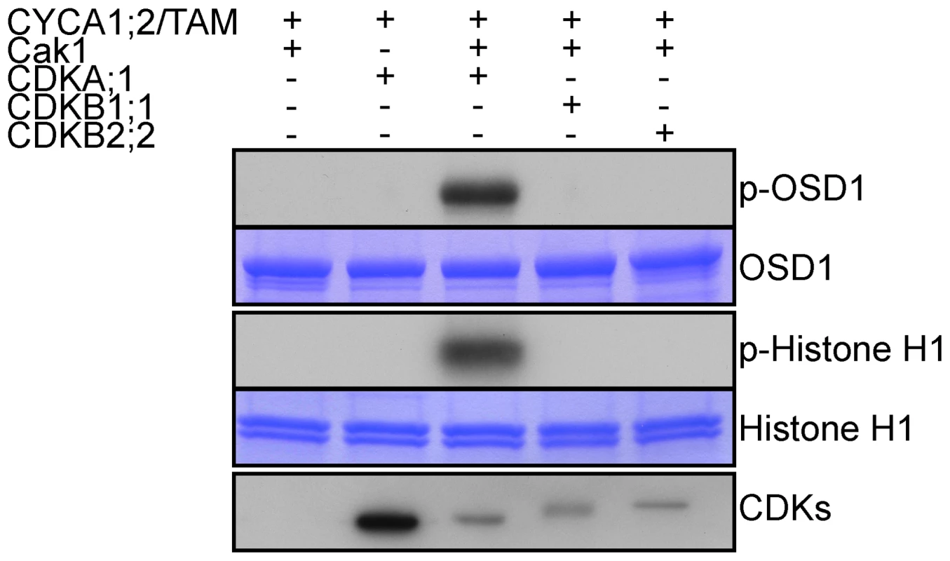 CDKA;1 is activated by CYCA1;2/TAM and phosphorylates OSD1 <i>in vitro</i>.