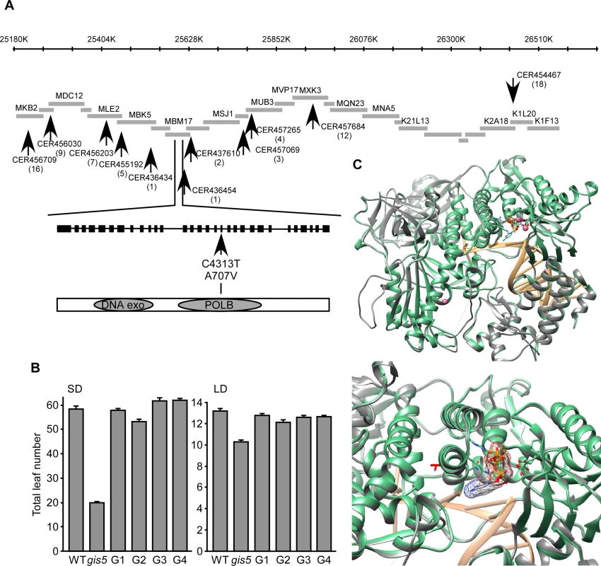 <i>gis5</i> affects the catalytic subunit of Polδ.
