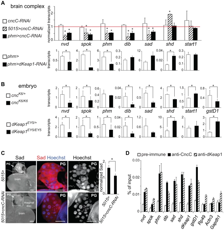Regulation of ecdysone biosynthetic gene transcription by CncC and dKeap1.