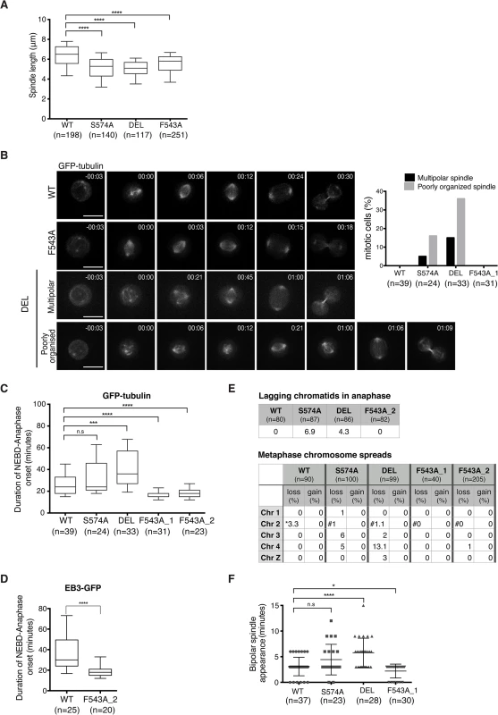 Spatially distinct residues in TACC3 dictate mitotic duration and fidelity.