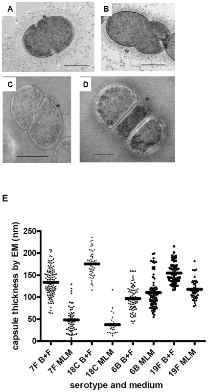 Electron microscopy showing polysaccharide capsules for measuring capsule thickness.