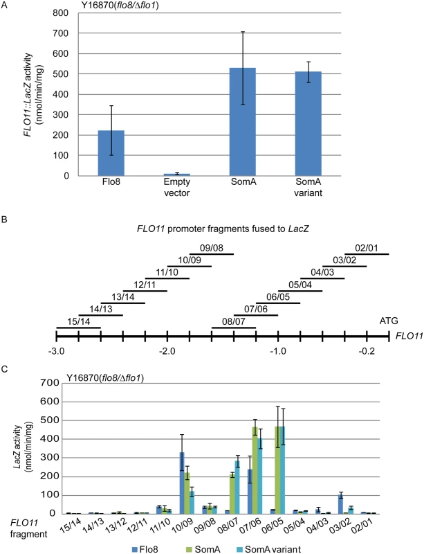 SomA and Flo8 activate <i>FLO11</i> expression and act through similar regions of the <i>FLO11</i> promoter.