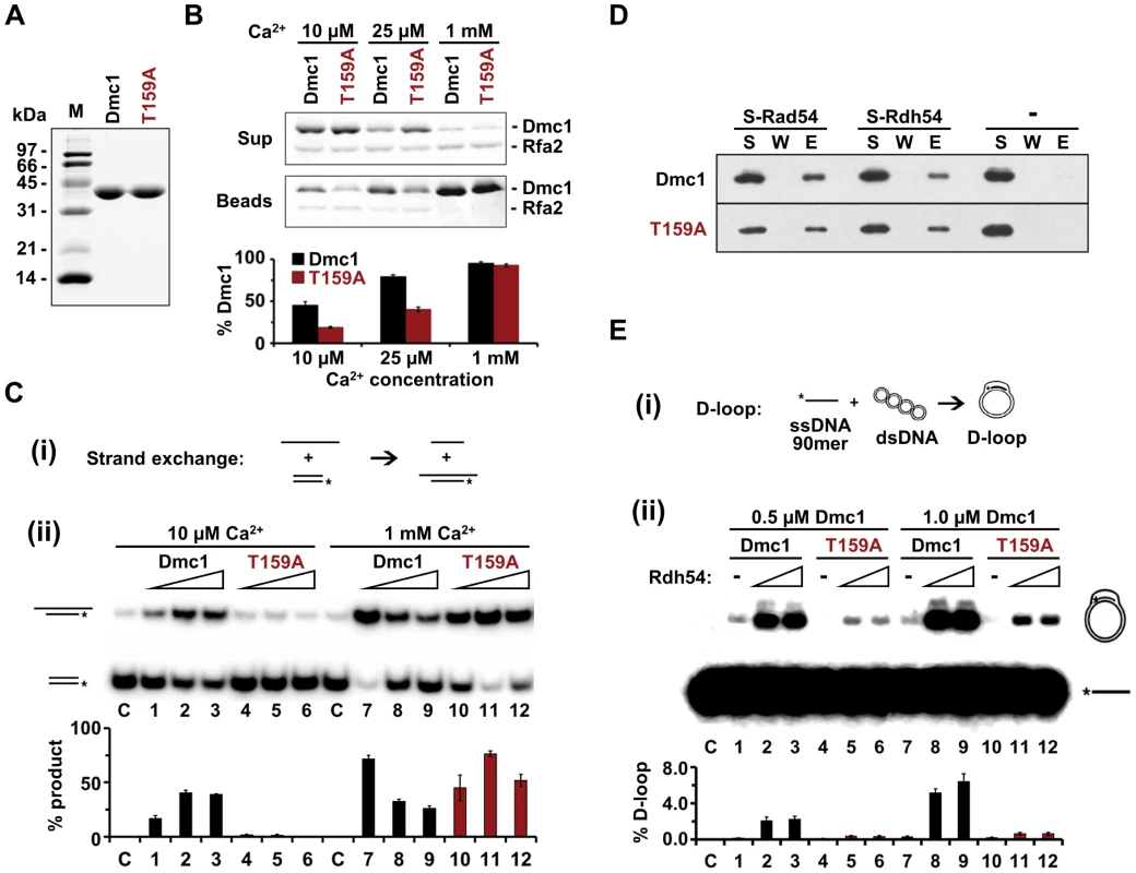 Biochemical characterization of recombinant Dmc1-T159A protein.