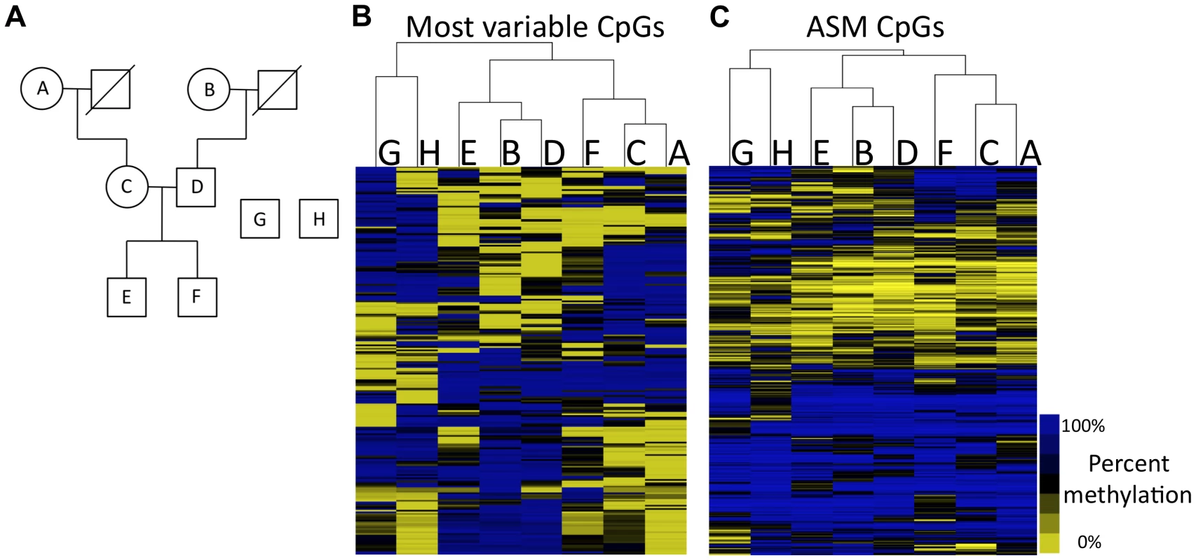 Methylation patterns recapitulate family relationships.