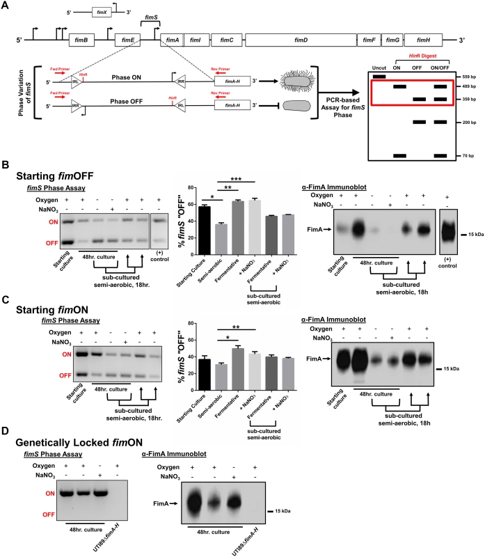 UPEC type 1 pili expression is repressed under oxygen-deplete growth conditions.