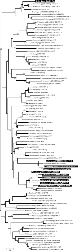 Evolutionary relationships of 95 ZAR1 coiled-coil domain homologs.