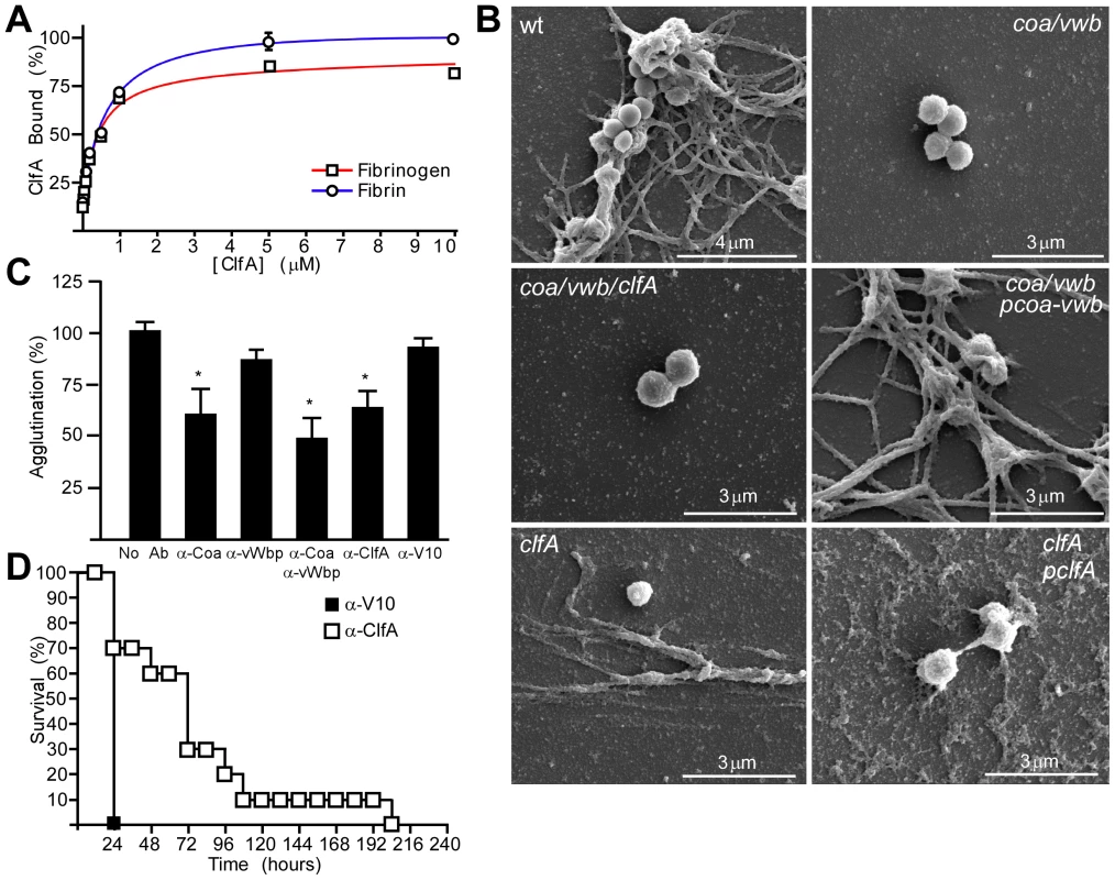 ClfA enables staphylococcal agglutination with fibrin cables <i>in vitro</i> and <i>in vivo</i>.
