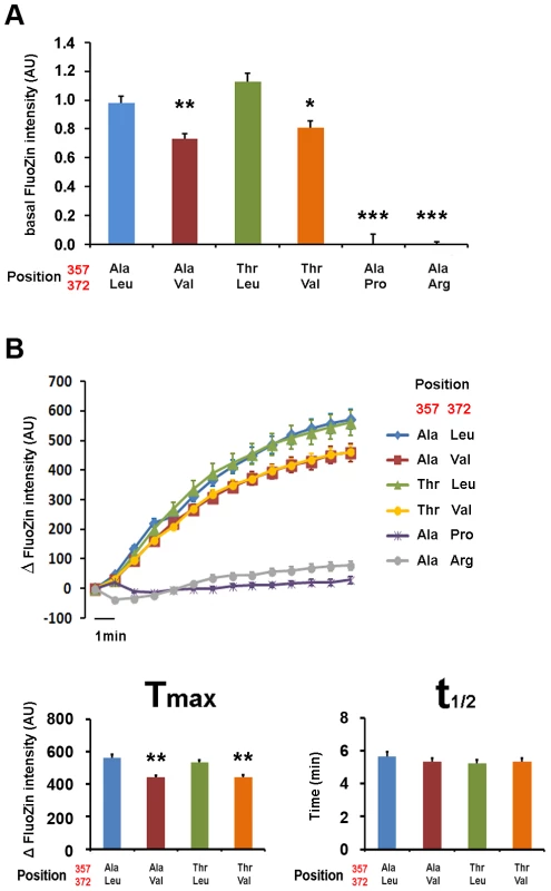 Val372 shows reduced zinc uptake transport.