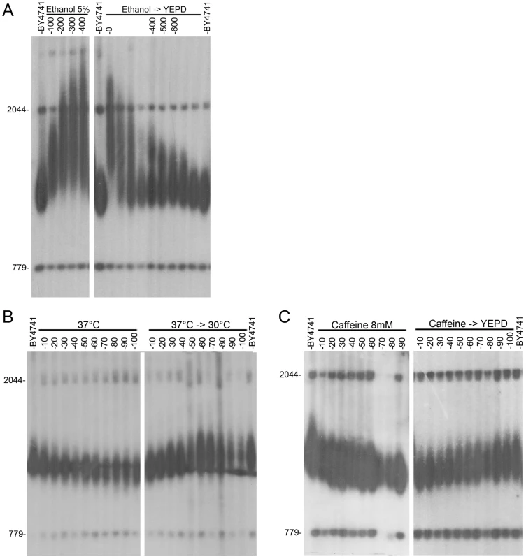 Kinetics of telomere length change after exposure to environmental stresses.