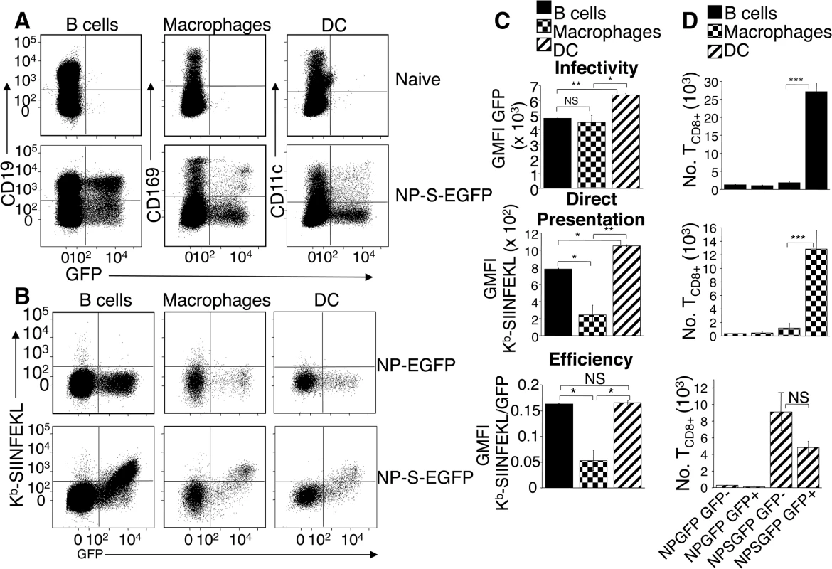 Dendritic cells, B cells, and macrophages are infected by ECTV and stimulate naïve OT-I T<sub>CD8+</sub>.