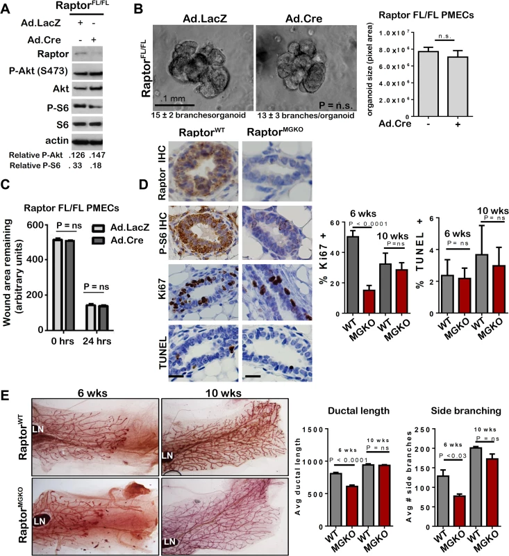 Unlike mTORC2, mTORC1 is dispensable for MEC survival and branching morphogenesis.
