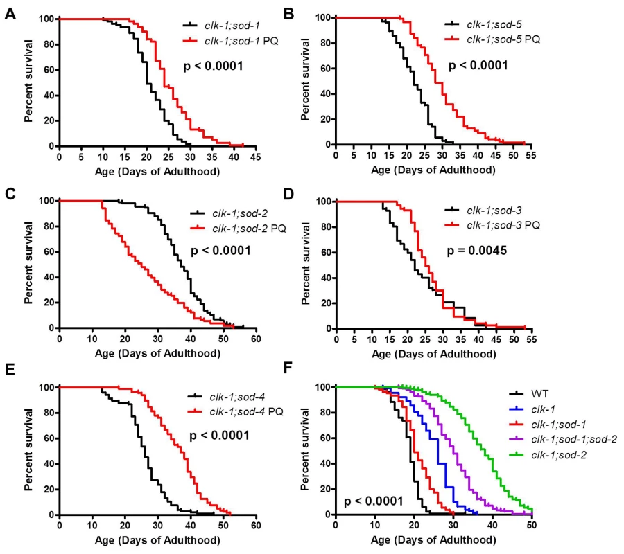 Mitochondrial superoxide increases the lifespan of worms with a detrimental level of cytoplasmic superoxide.