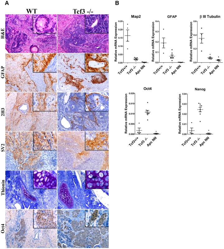Tcf3 downregulation in wild-type ES cells impairs but does not fully inhibit neural differentiation.
