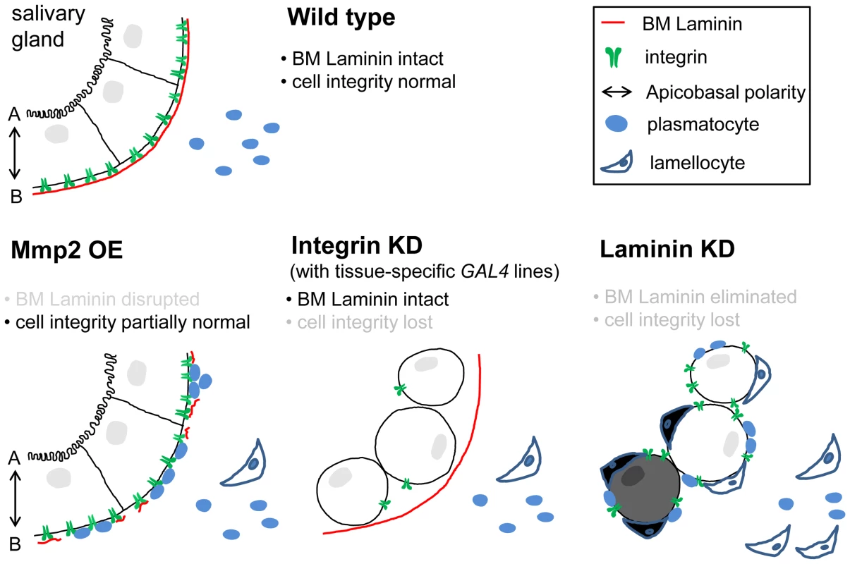 Proposed model for the self-tolerance checkpoint function in the <i>Drosophila</i> immune system.