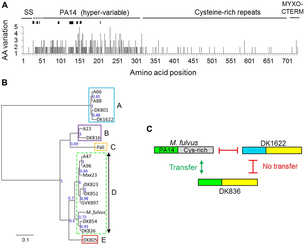 The TraA PA14-like domain is polymorphic and correlates to recognition groupings.