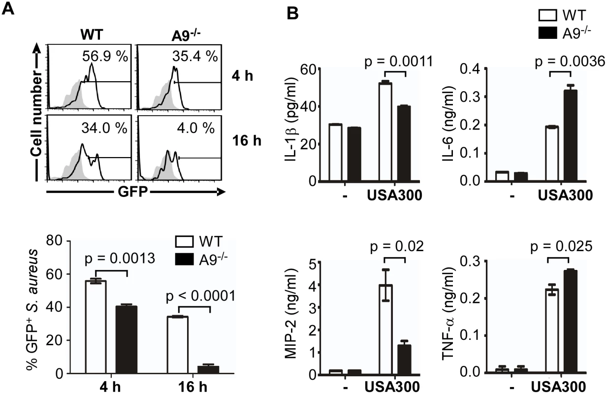 CP is required for full activation of the SaeRS TCS and cytokine production by murine neutrophils.